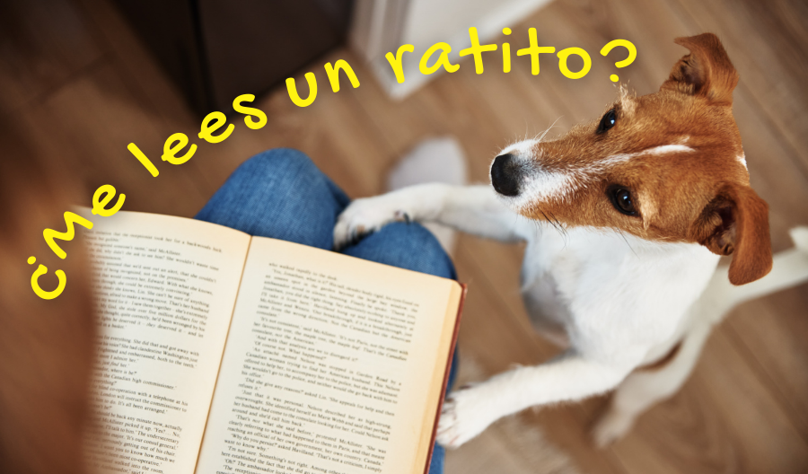 6 perros –inolvidables y extraordinarios– en la literatura