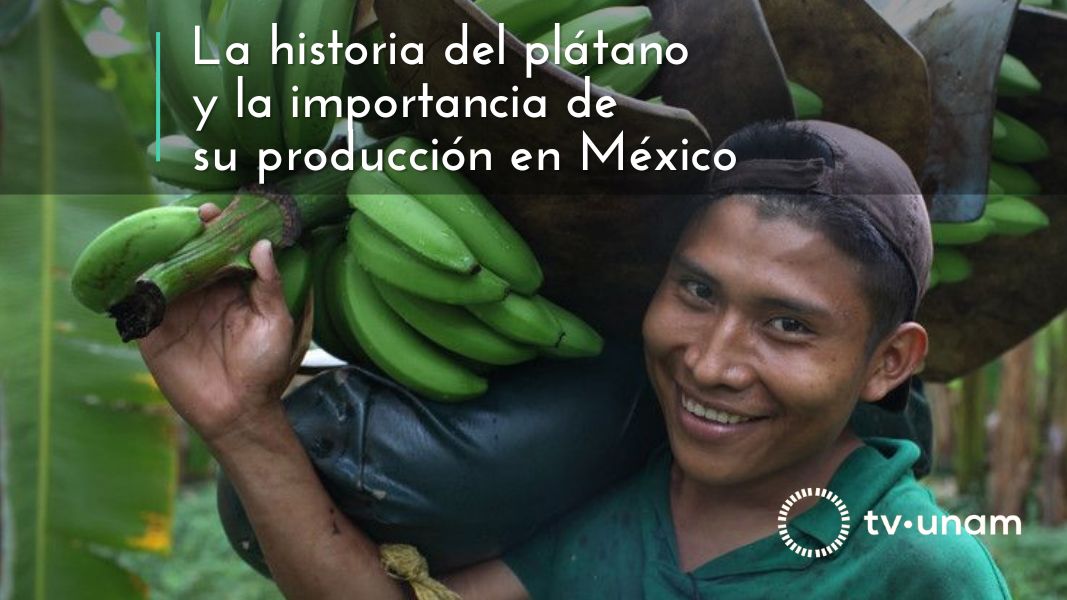 La historia del plátano y la importancia de su producción en México