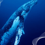 Cosas sorprendentes que no sabías sobre las ballenas