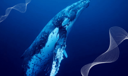 Cosas sorprendentes que no sabías sobre las ballenas