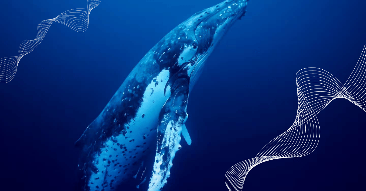 Cosas sorprendentes que no sabías sobre las ballenas