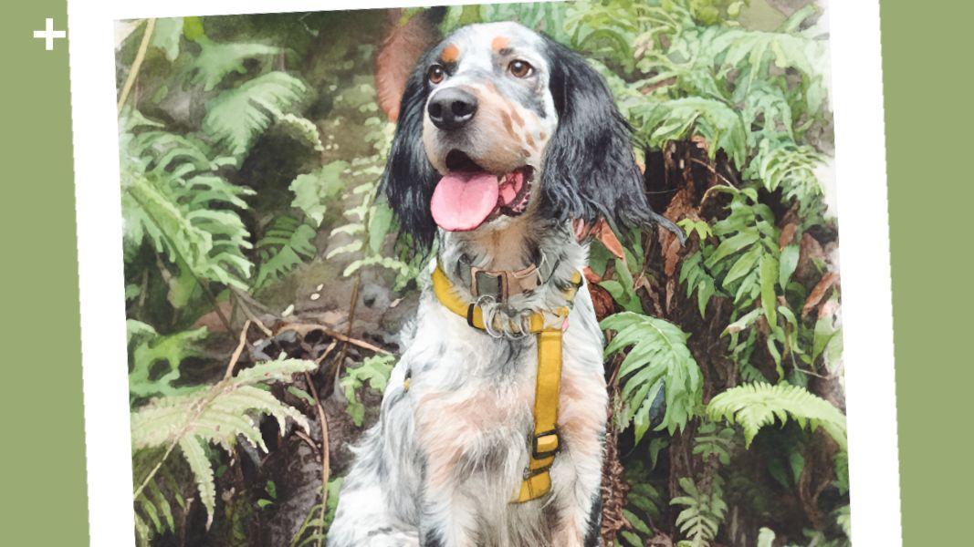 Cuando el ladrido se cuela entre las páginas