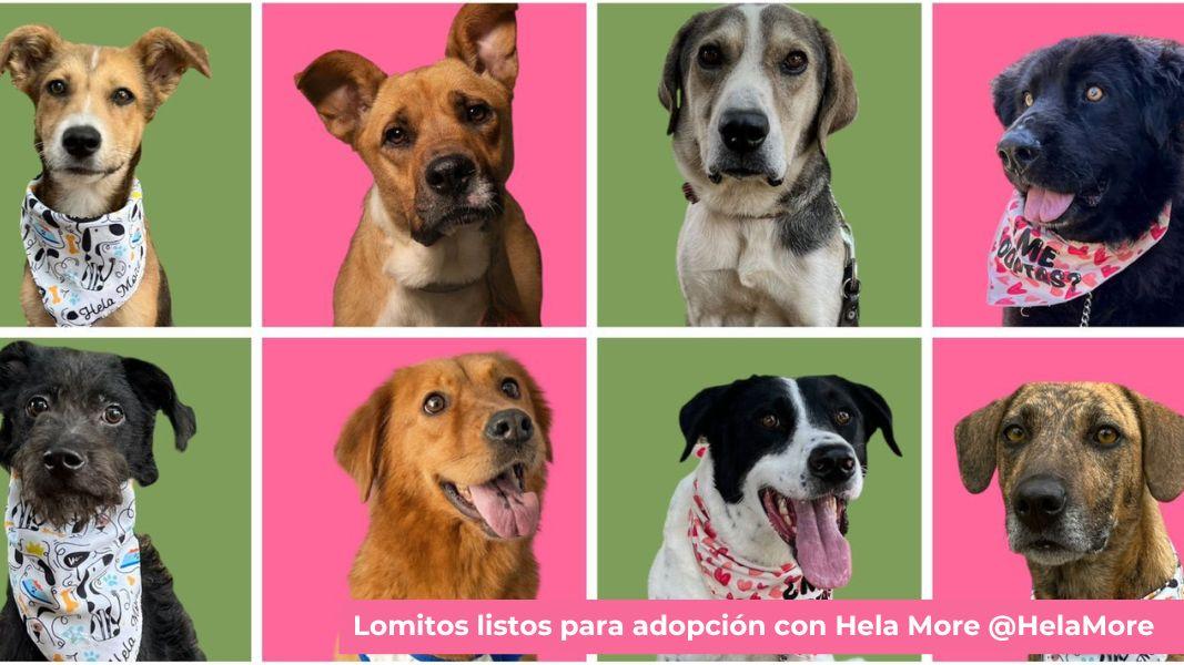 Porque el amor callejero es amor del bueno